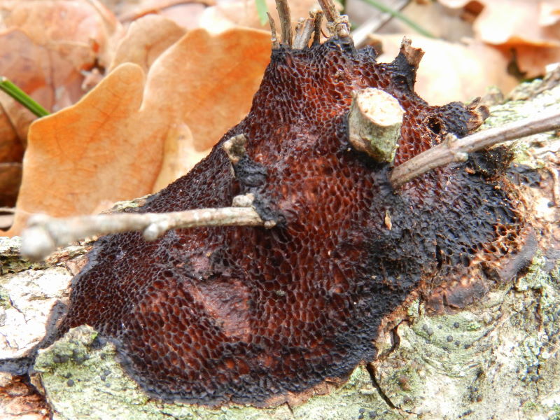Crosta bruno-nera